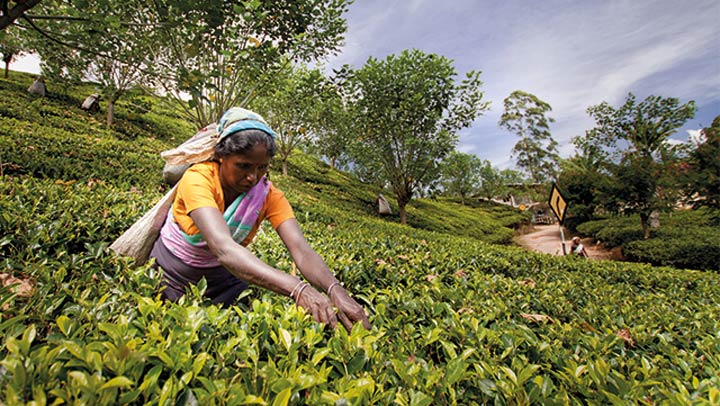 War Risks and Rerouted Ships Impact Sri Lanka’s Tea Industry